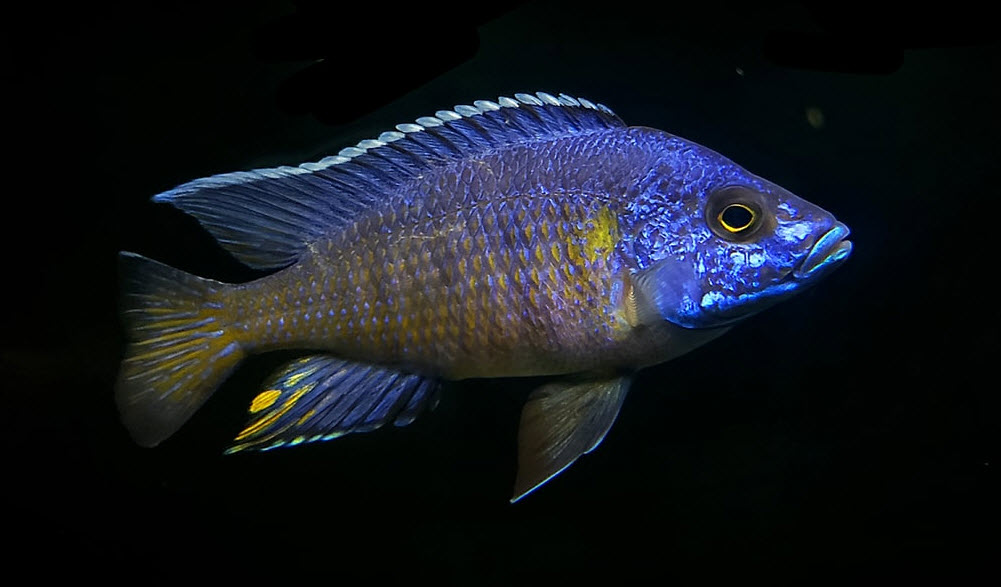 Aulonocara ngara - Flametail