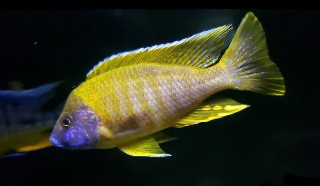 Aulonocara stuargranti Maleri