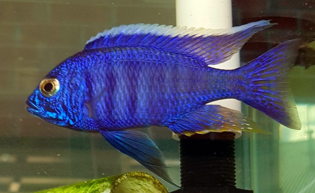 Copadichromis azureus