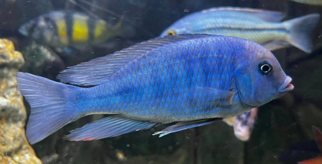 Cyrtocara moorii - Blue Dolphin