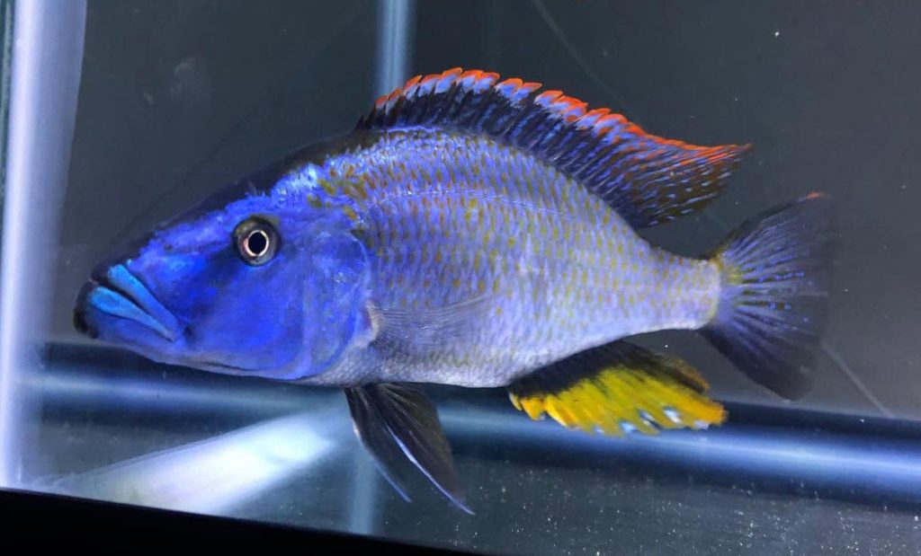 Dimidiochromis compressiceps Malawi Eyebiter