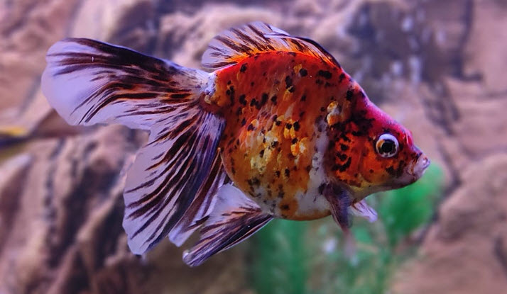 Fancy Goldfish