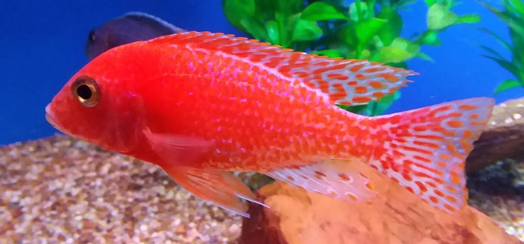 Flame Peacock