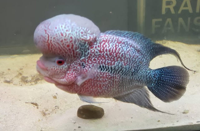 Flowerhorn Cichlid Hybrid