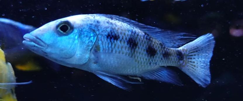 Fossochromis rostratus