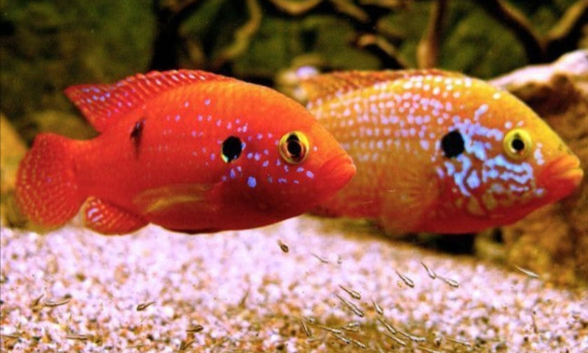 Hemichromis bimaculatus Red Jewel Cichlid