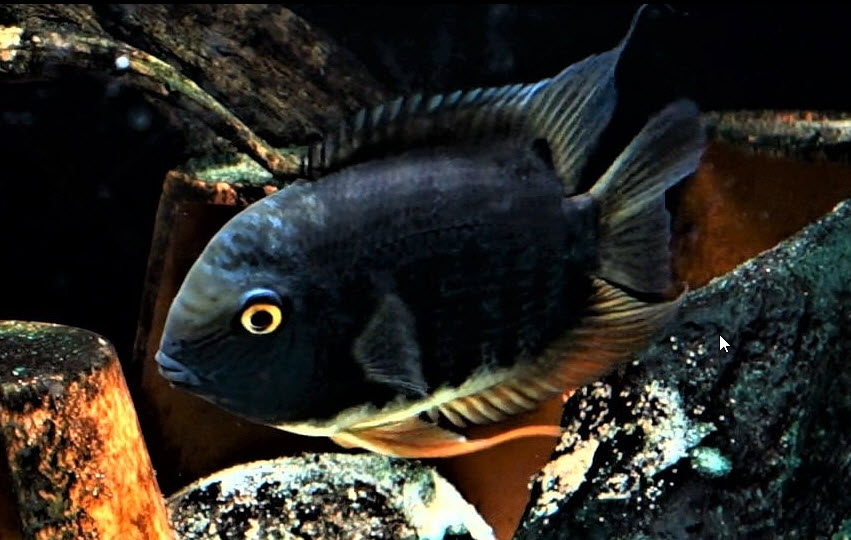 Heros efasciatus Rio Araguaia