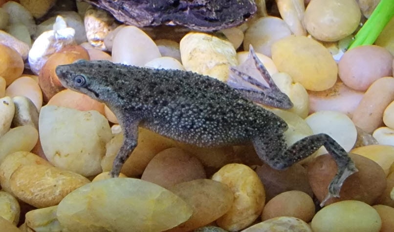 Hymenochirus African Dwarf Frog