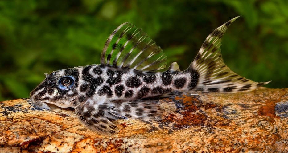 Hypancistrus sp. L 400 pleco