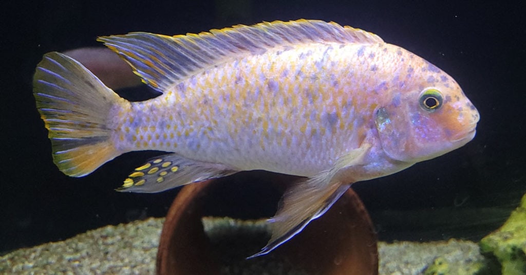 Labeotropheus OB Marmelade