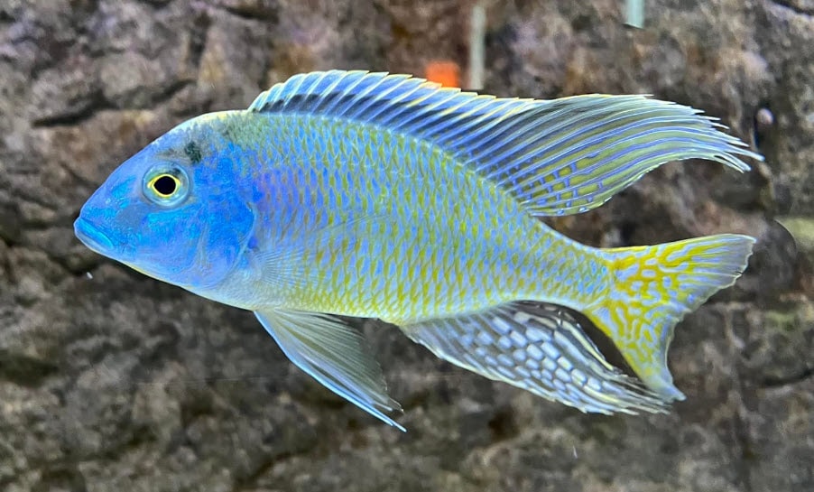 Lethrinops Mbasi Creek