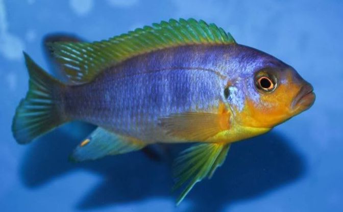 Maylandia aurora