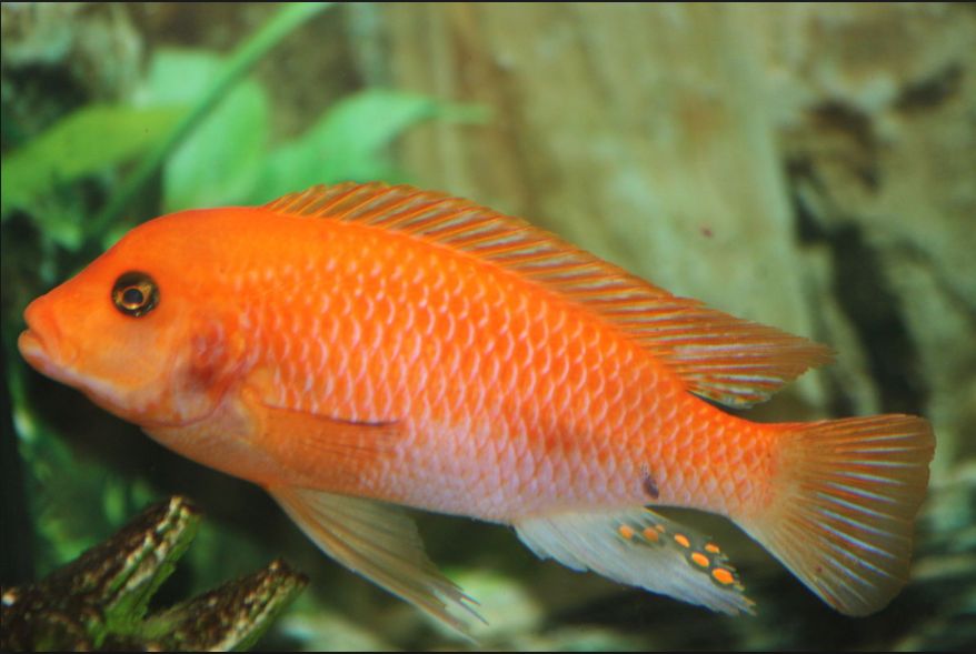 Maylandia estherae Red Zebra Cichlid