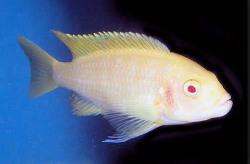 Maylandia estherae albino zebra