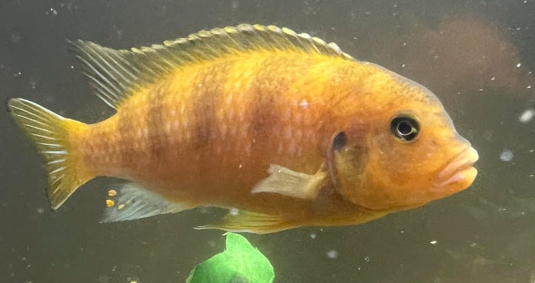 Maylandia lombardoi - Kennyi