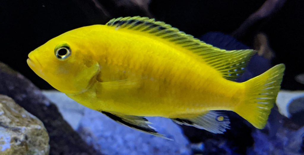 Maylandia lombardoi x Labidochromis Hybrid