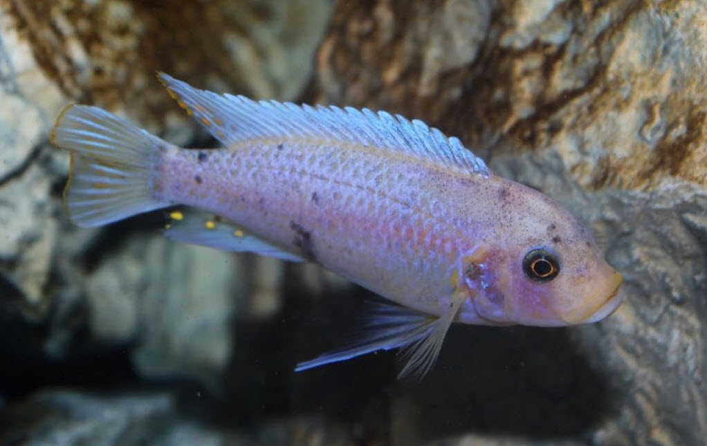 Maylandia zebra - Nkjungu Reef