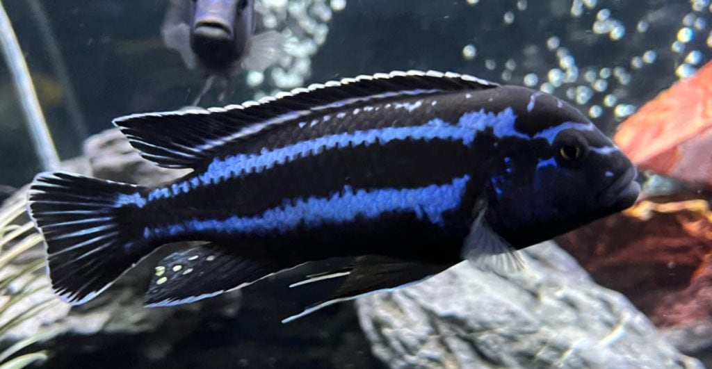 Melanochromis cyaneorhabdos (Maingano)
