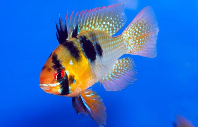 Mikrogeophagus ramirezi - Ram