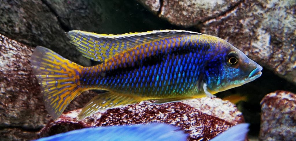 Mylochromis sp lateristriga makanjila Hai Reef