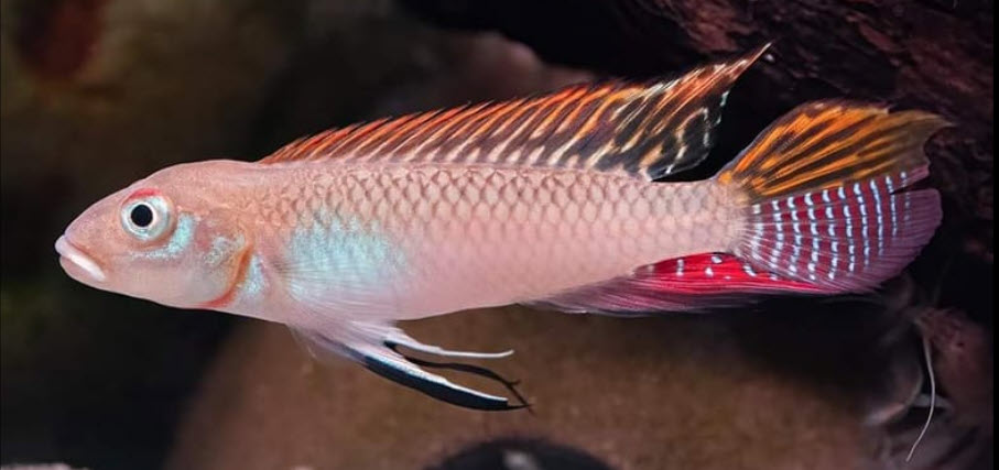 Nanochromis splendens Kingganga