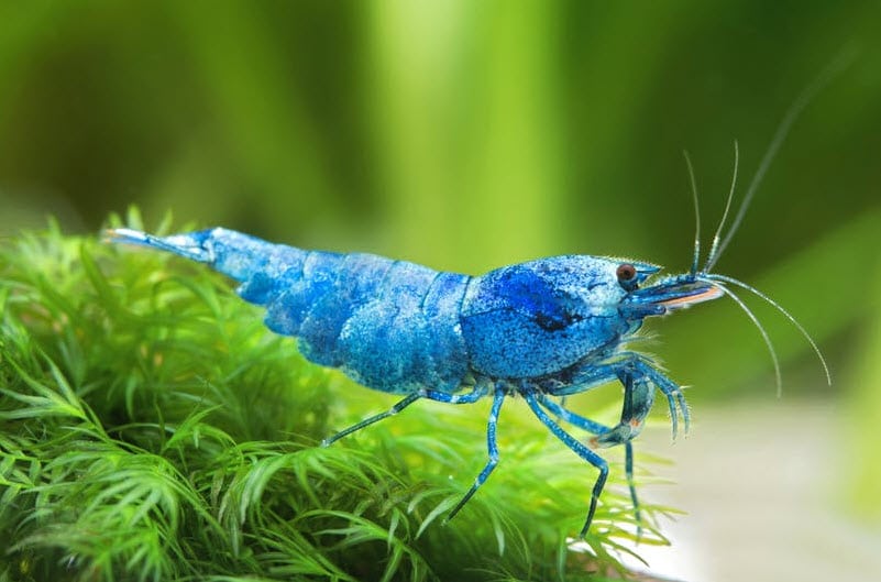 Neocaridina davidi Blue Shrimp