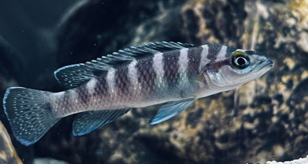 Neolamprolagus cylindricus