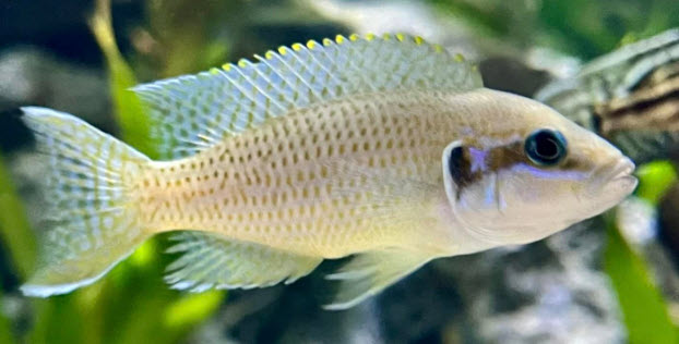 Neolamprologus brichardi Kipili