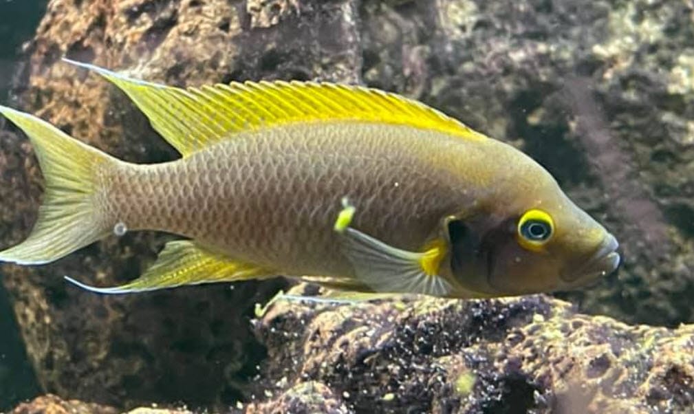 Neolamprologus pulcher Daffodil Cichlid