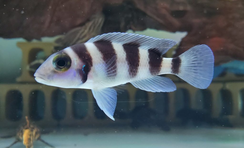 Neolamprologus tretocephalus