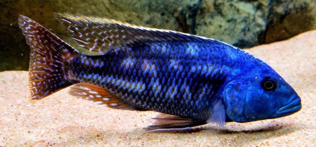 Nimbochromis fuscotaeniatus