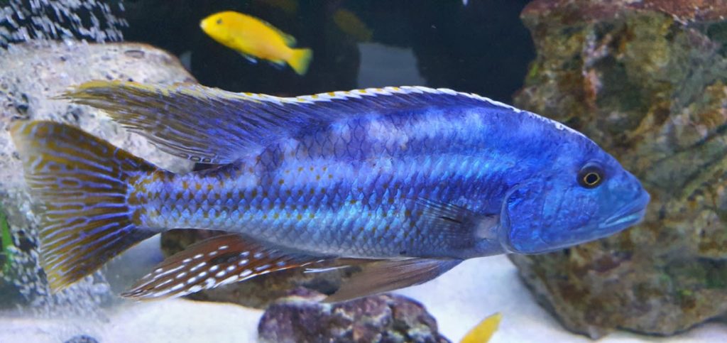 Nimbochromis fuscotaeniatus