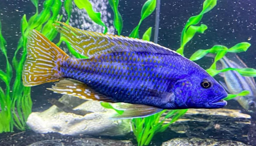 Nimbochromis fuscotaeniatus