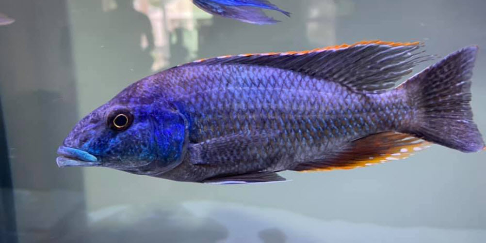 Nimbochromis linni