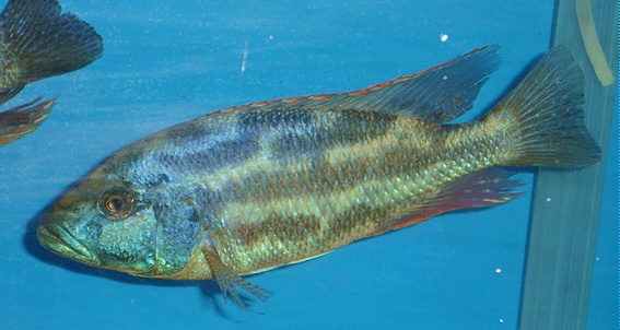 Nimbochromis polystigmata