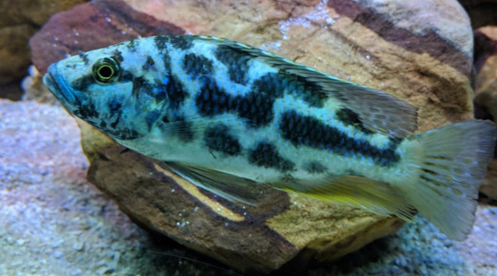 Nimbochromis venustus