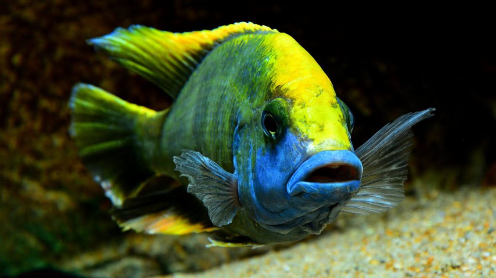 Nimbochromis venustus