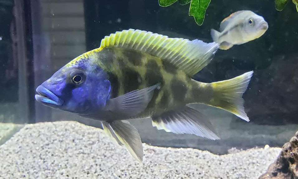 Nimbochromis venustus