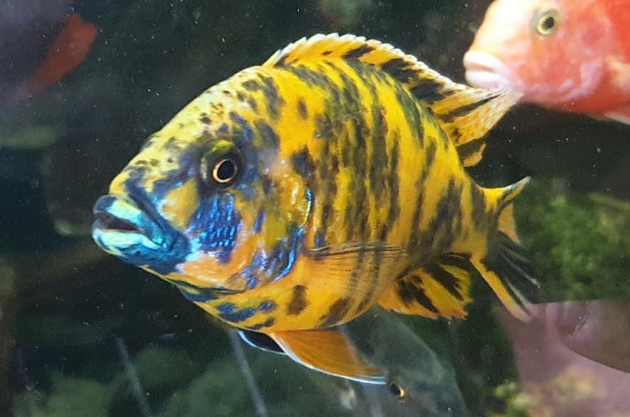 OB Peacock