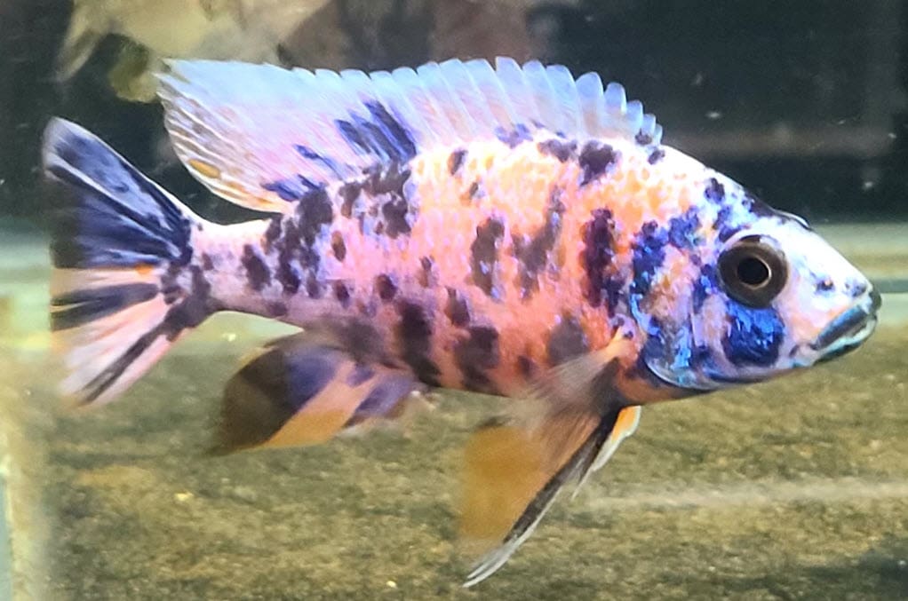 OB Peacock