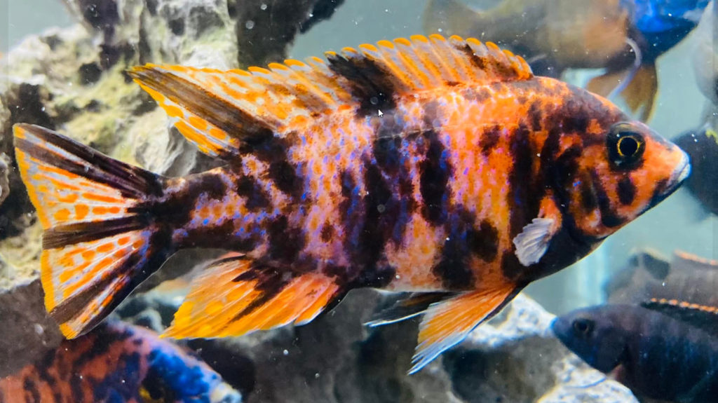 OB Peacock