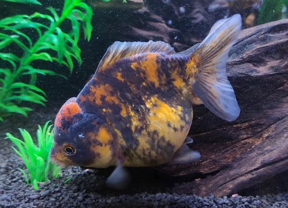 Oranda Goldfish