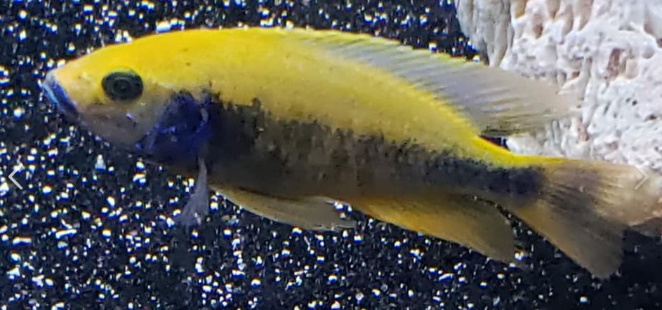 Otopharynx lithobates - Sulphur Head