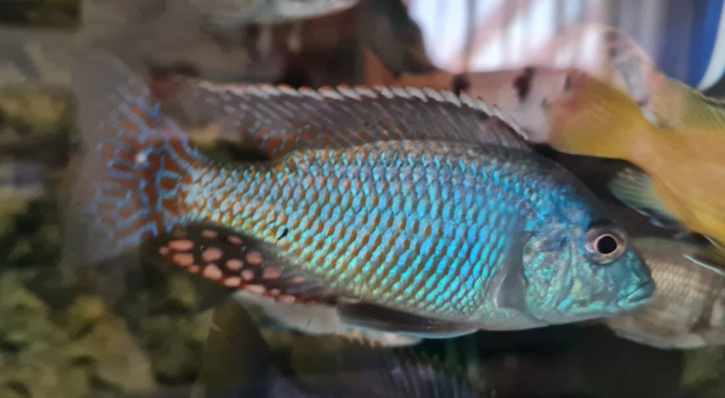 Otopharynx tetrastigma