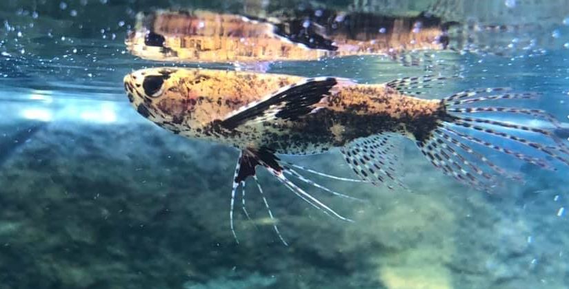 Pantodon buchholzi African Butterfly Fish