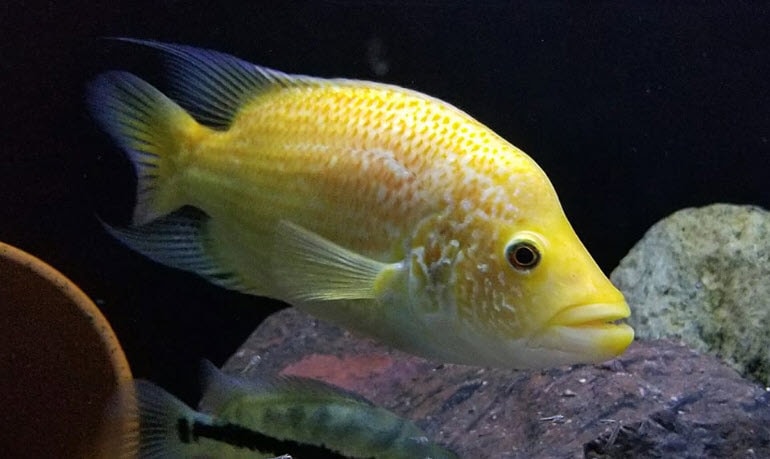 Parachromis dovii - Hybrid