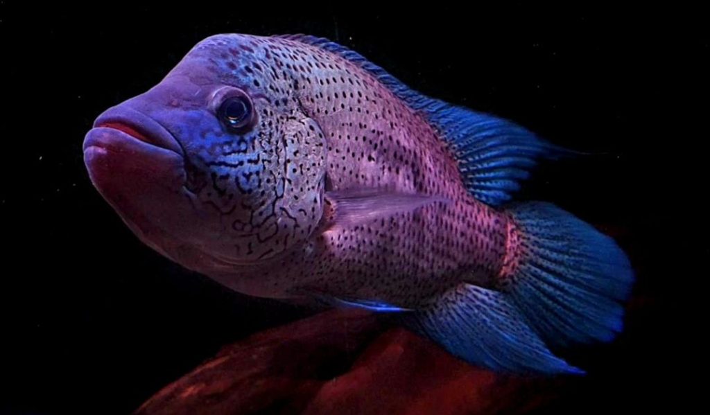 Parachromis dovii - Wolf Cichlid