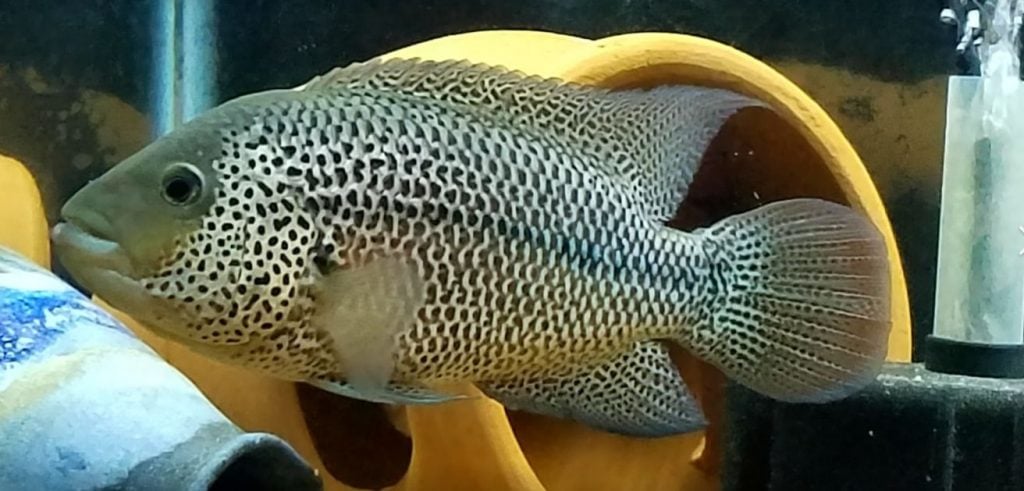 Parachromis motaguensis