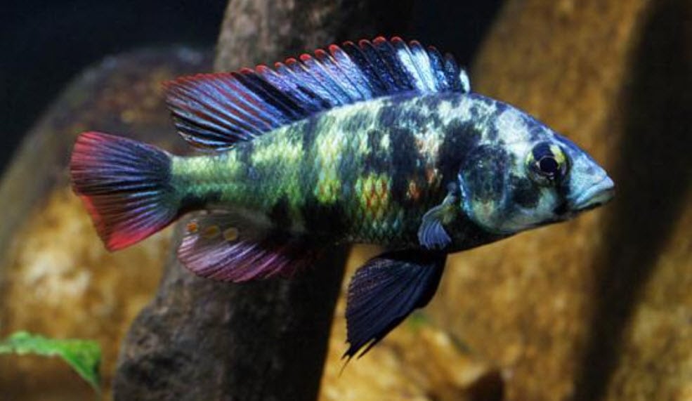 Paralabidochromis Chromogynos Red Fin Piebald