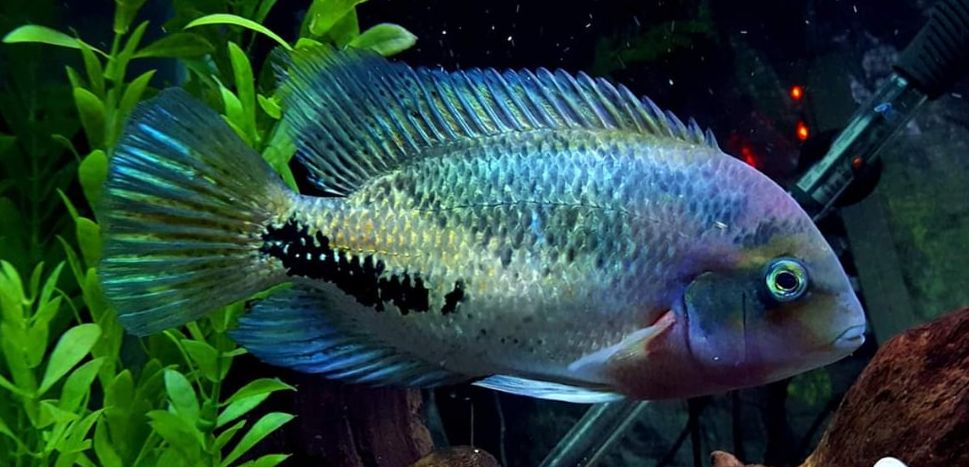 Paraneetroplus synspilus - Quetzal Cichlid